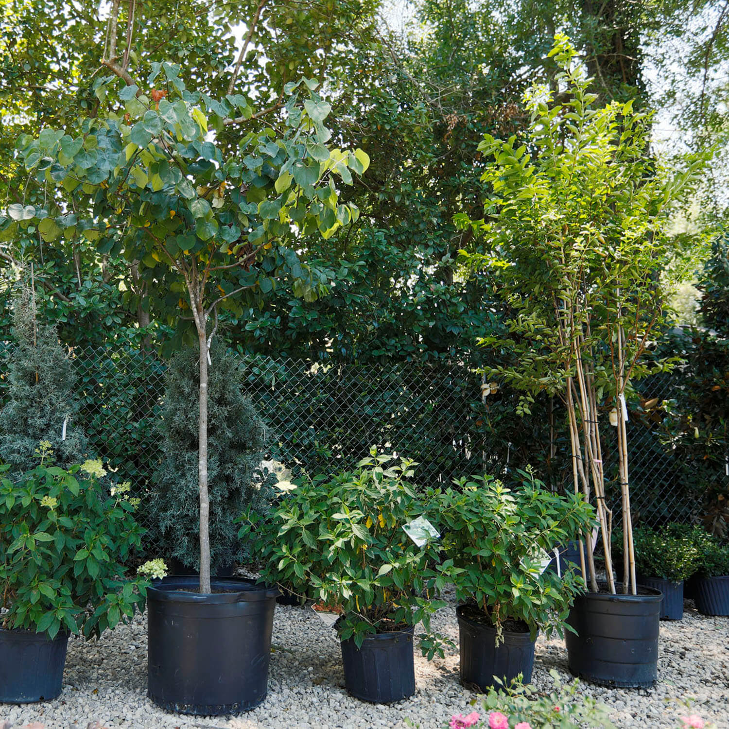 garden center image